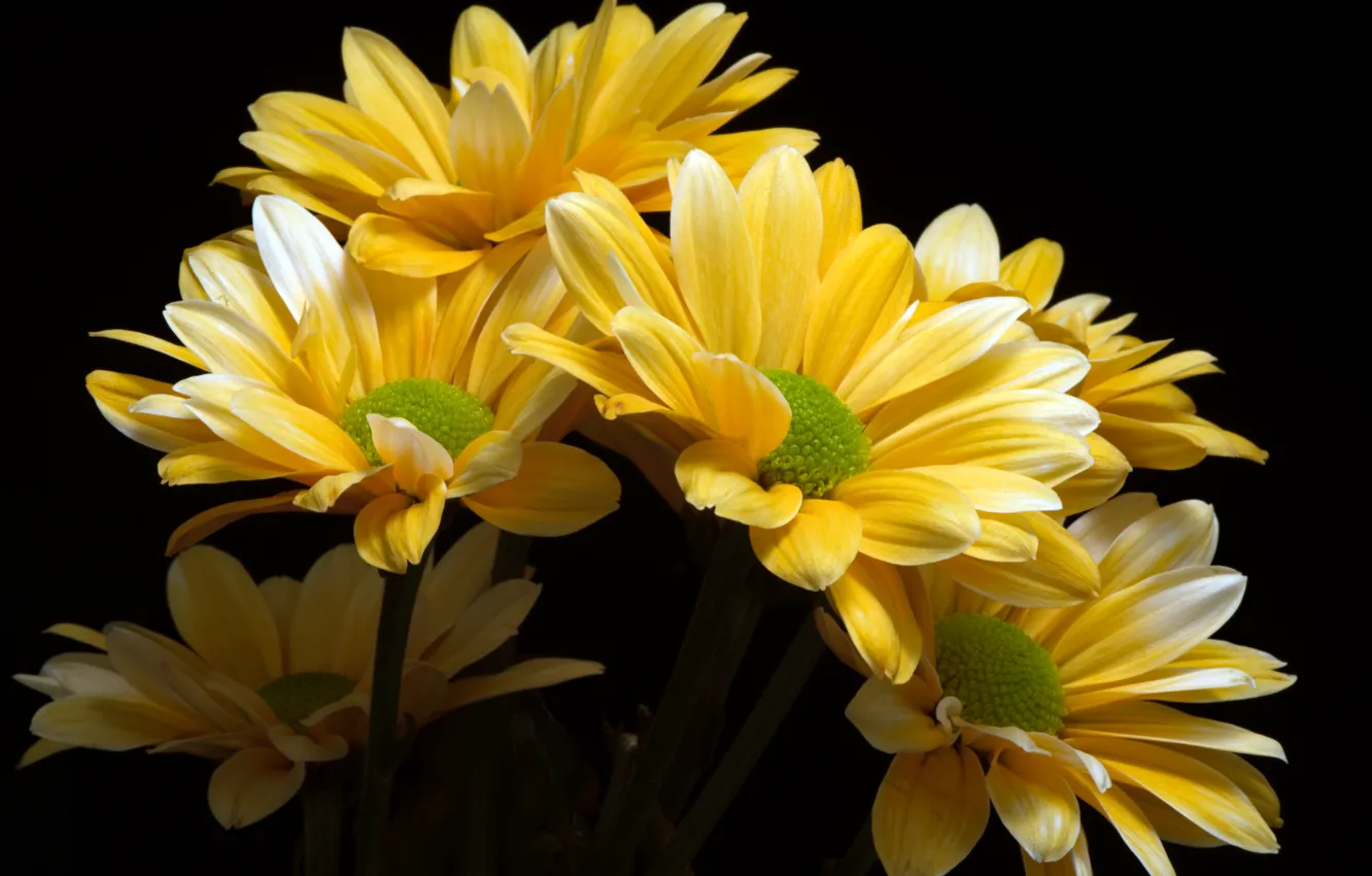 Фото обои макро, желтый, хризантемы
