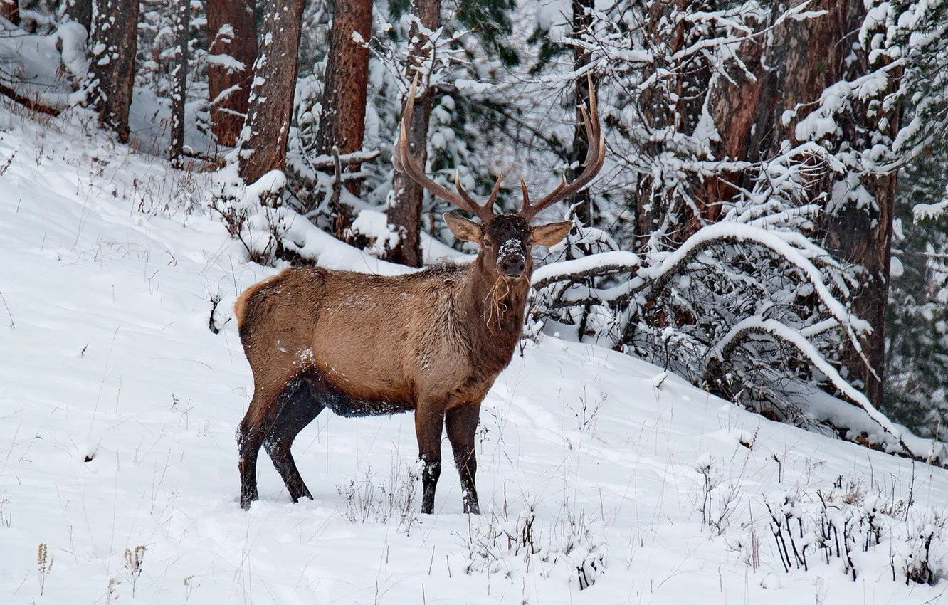 Фото обои animal, deer, moose, North America, elk