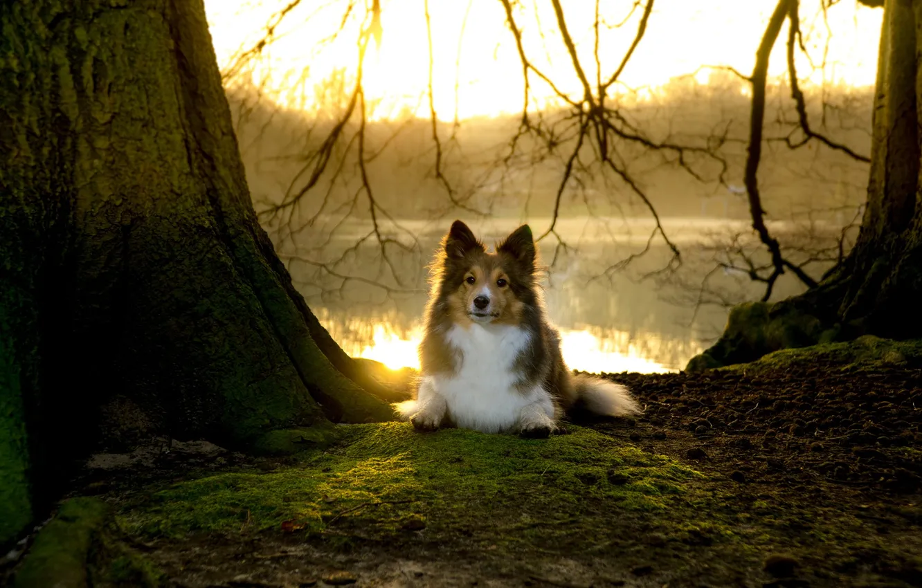 Фото обои nature, dog, lake