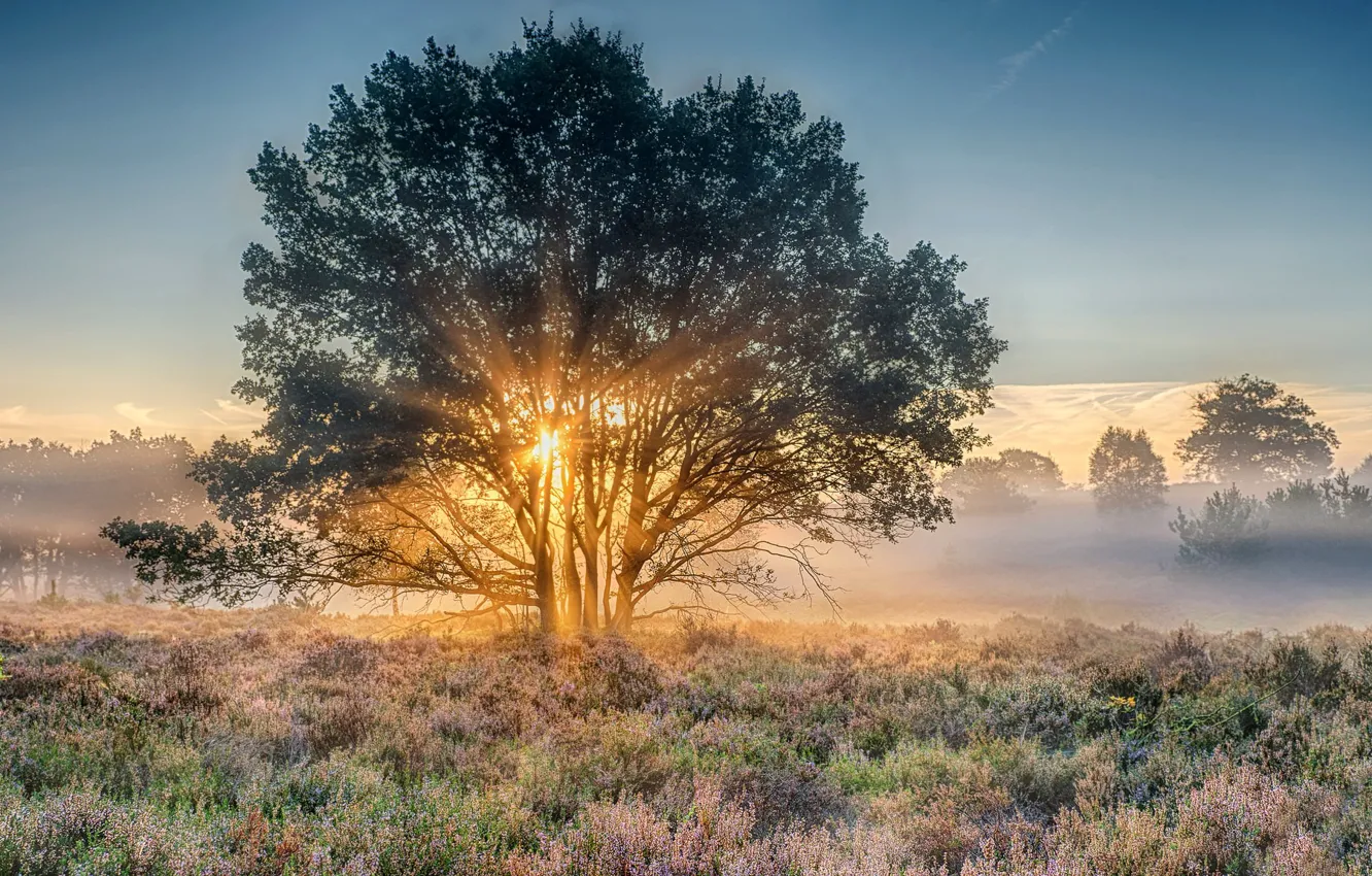 Фото обои рассвет, утро, Нидерланды, Голландия, national park, Nijverdal, Overyssel