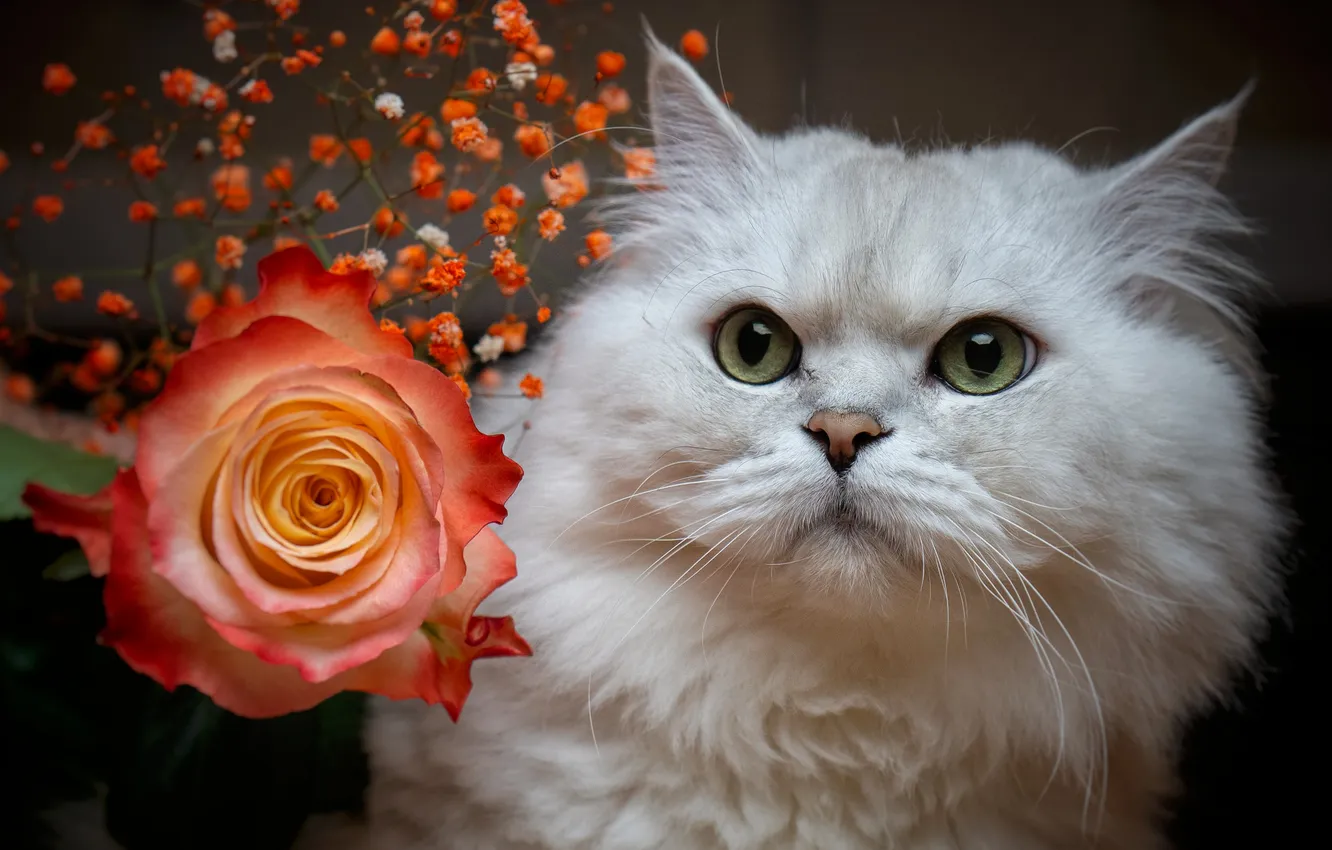 Фото обои роза, Кот, британец