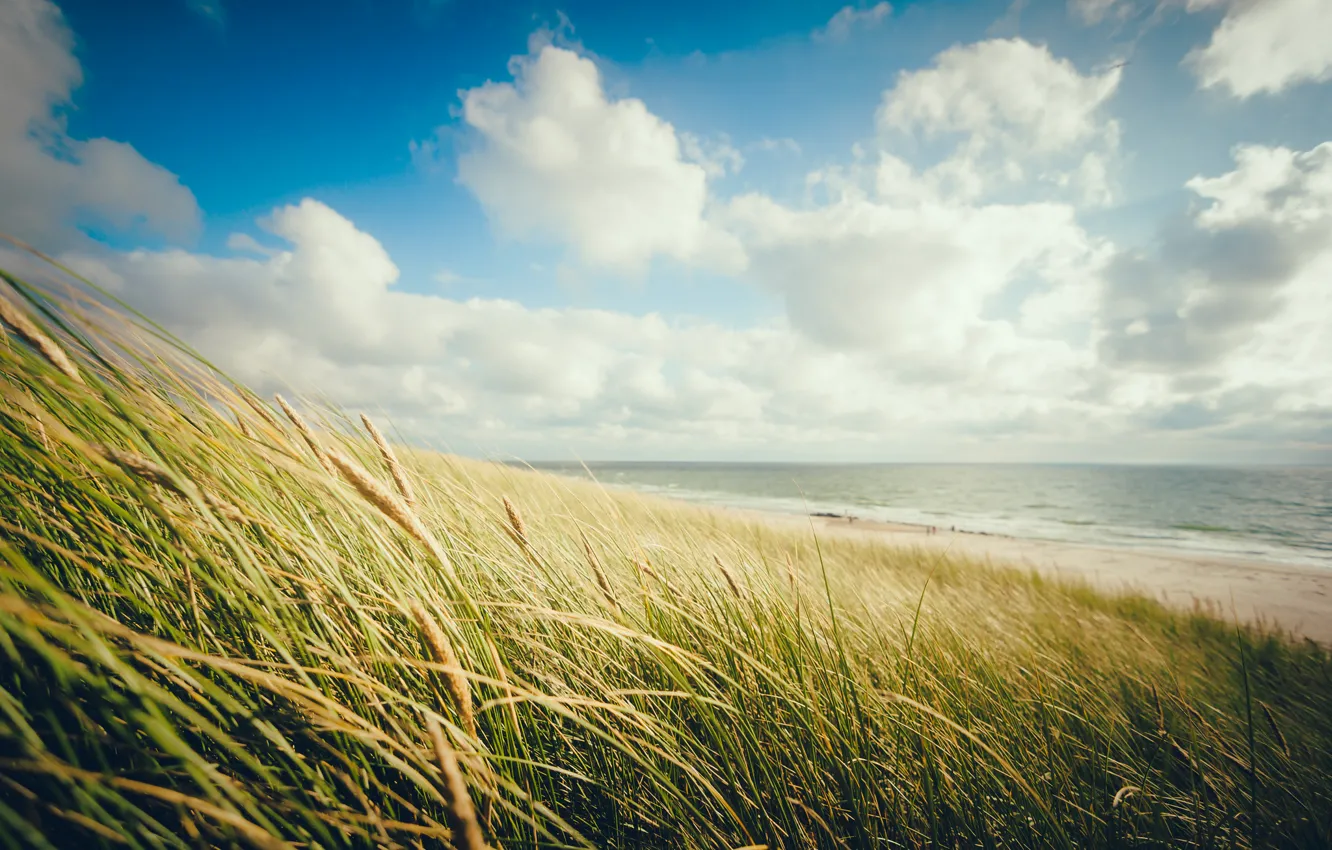 Фото обои море, пляж, небо, трава, облака, берег, горизонт, колоски