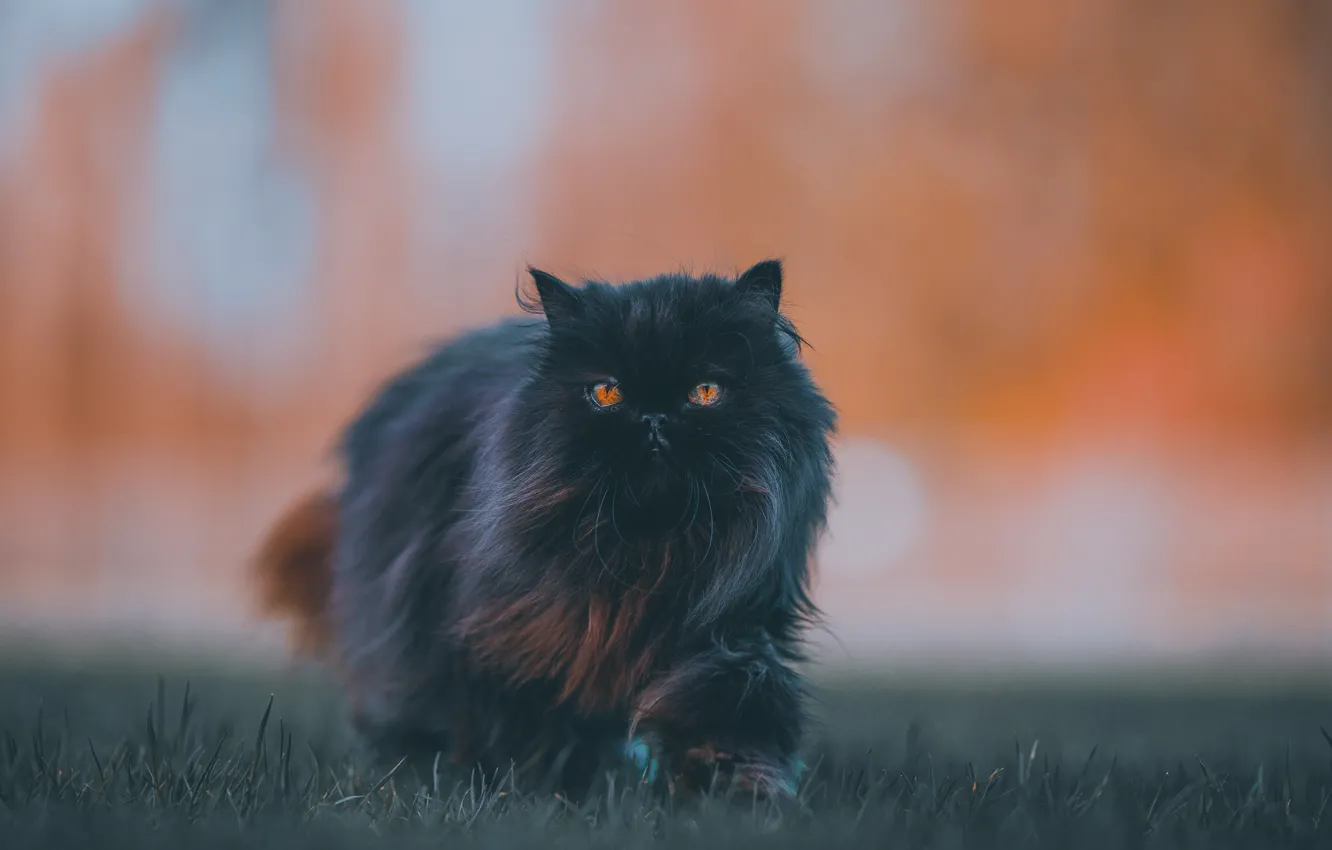 Фото обои Черный, Кошка, Кот, Шерсть, Пушистый, Сердитый, Персидский