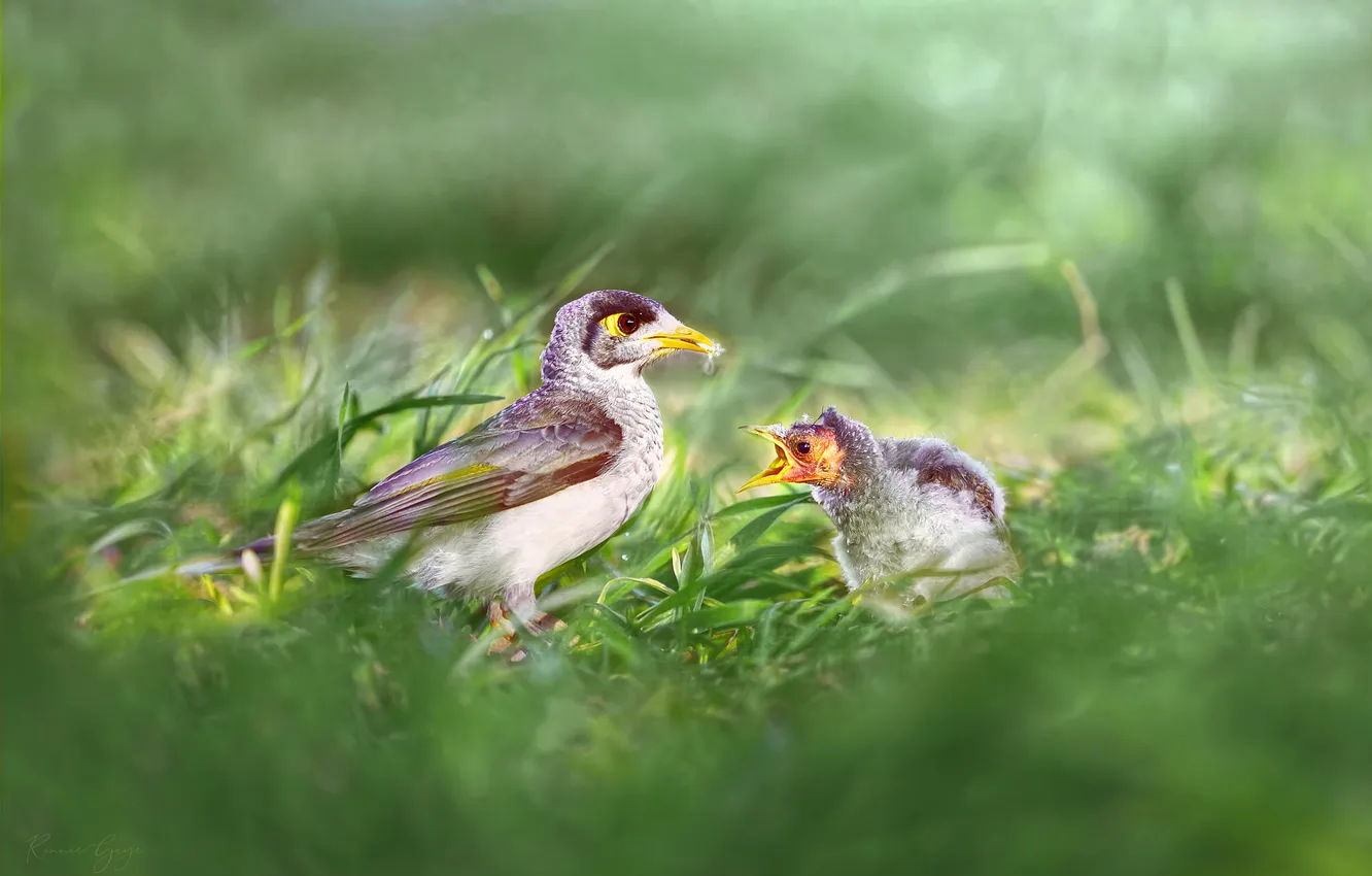 Фото обои трава, птица, птенцы