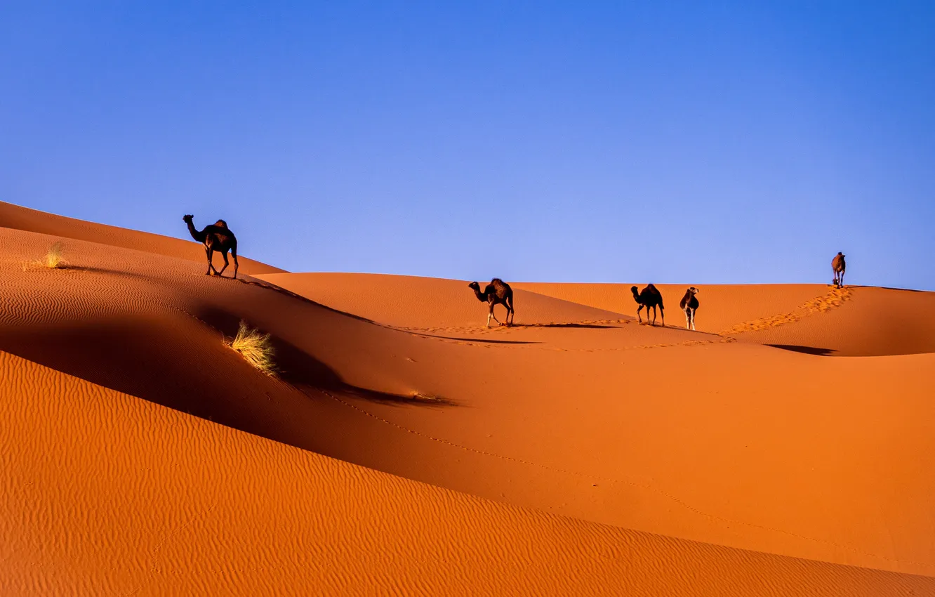 Фото обои песок, небо, пейзаж, пустыня, горизонт, sky, desert, landscape