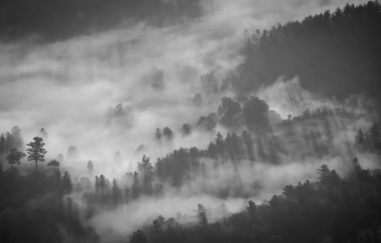 Фото обои Туман, Дым, Лес, Серый, Лучи, Чёрный, Сосны, Сумерки
