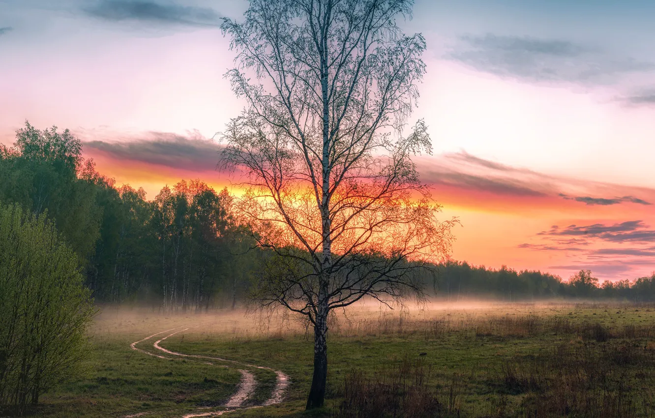 Фото обои лес, деревья, туман, рассвет