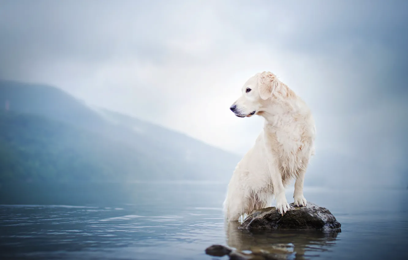 Фото обои вода, туман, озеро, камень, собака, Голден ретривер, Золотистый ретривер