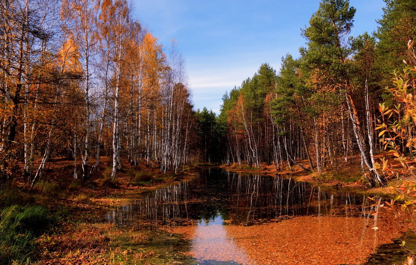 Фото обои осень, лес, природа, река, фото, березы