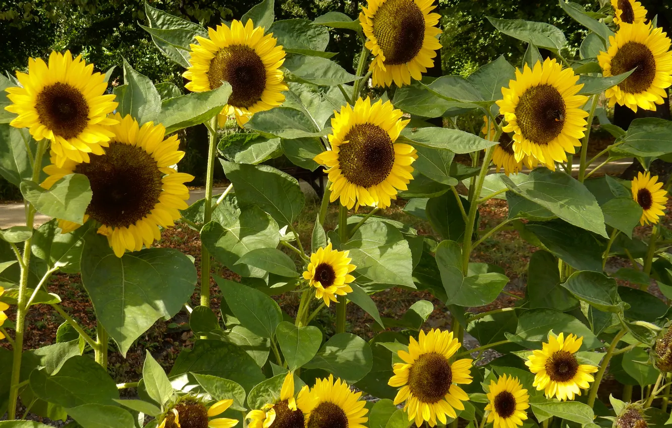 Фото обои трава, подсолнухи, цветы, widescreen, обои, wallpaper, широкоформатные, background