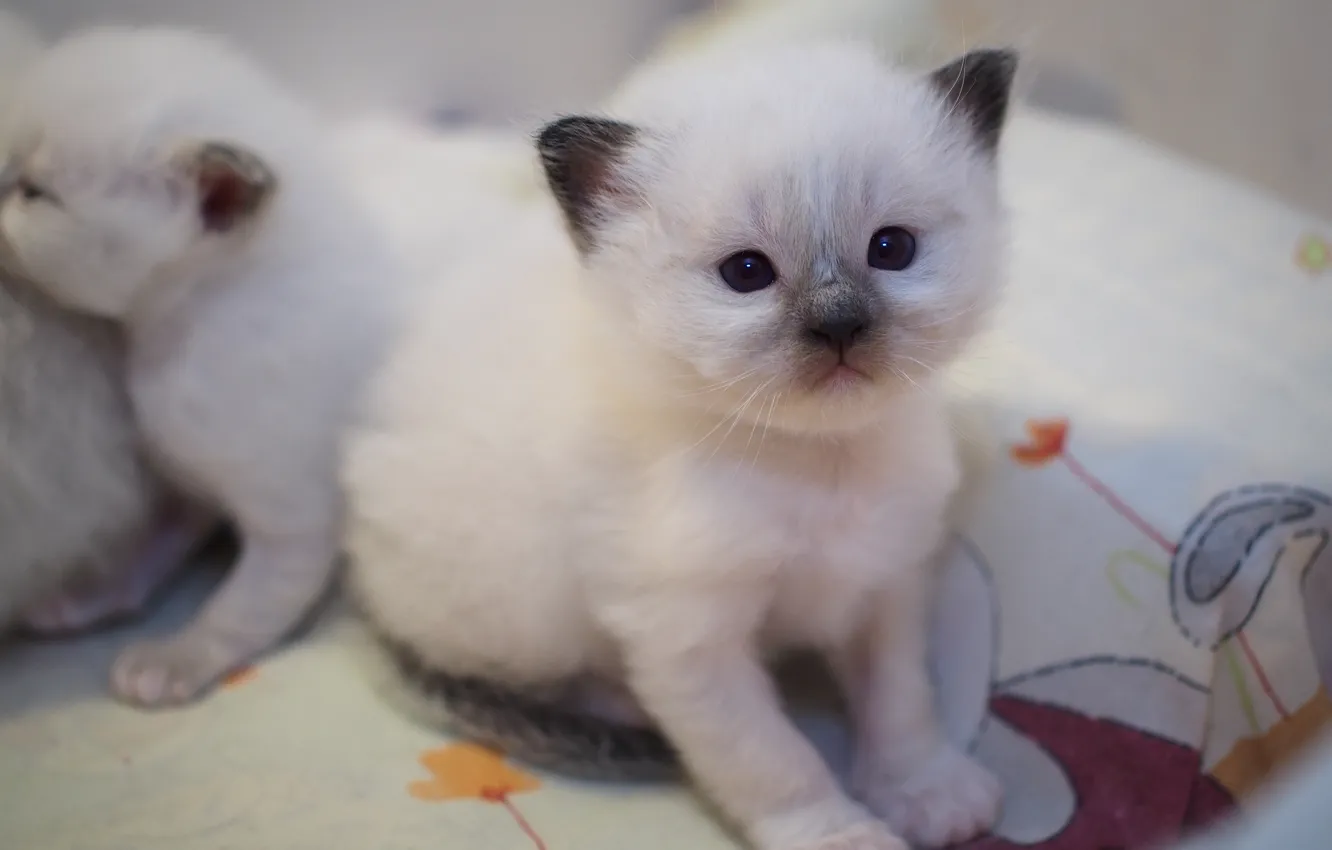 Фото обои кошка, белый, взгляд, кошки, котенок, лапки, малыш, котята