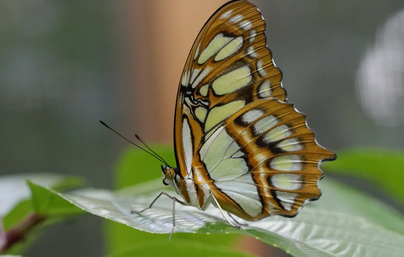 Фото обои природа, лист, бабочка, крылья