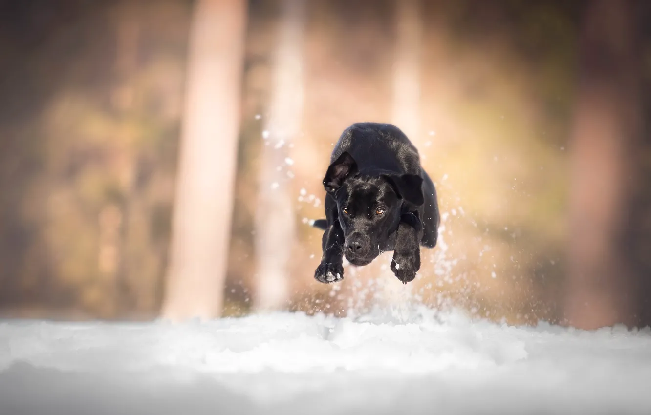 Фото обои снег, собака, бег