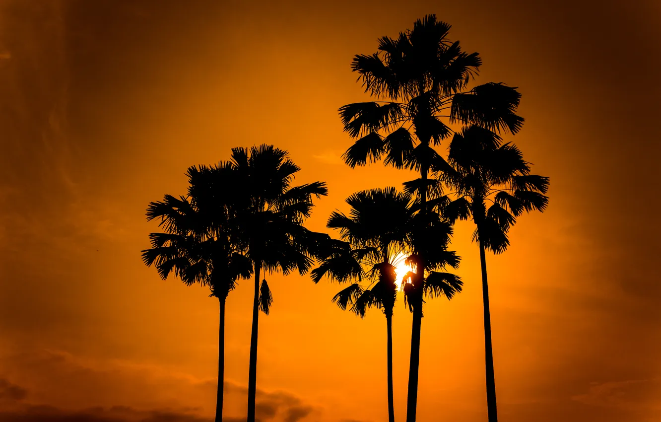 Фото обои небо, солнце, природа, пальмы, силуэты
