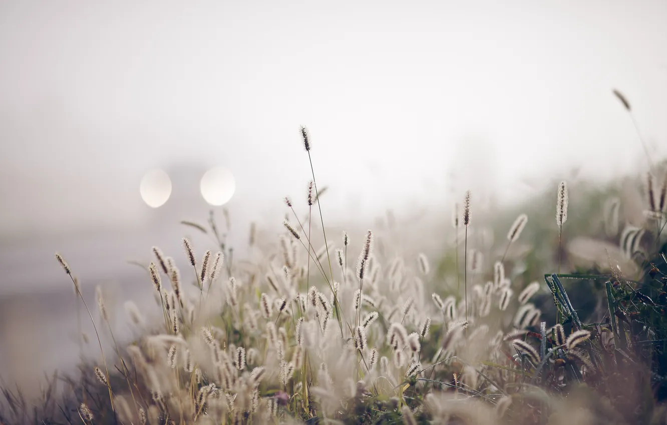 Фото обои трава, природа, туман