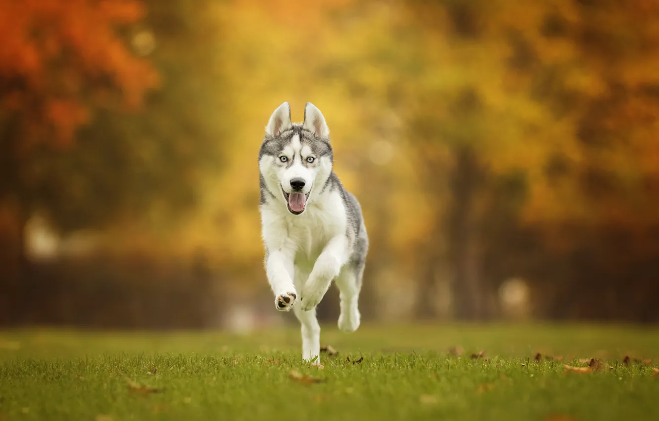 Фото обои осень, трава, собака, прогулка, боке, Хаски