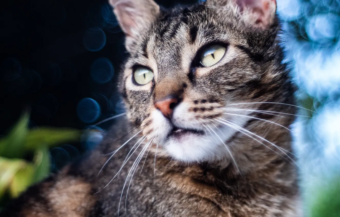 Фото обои кошка, кот, взгляд, морда, темный фон, серый, портрет, полосатый