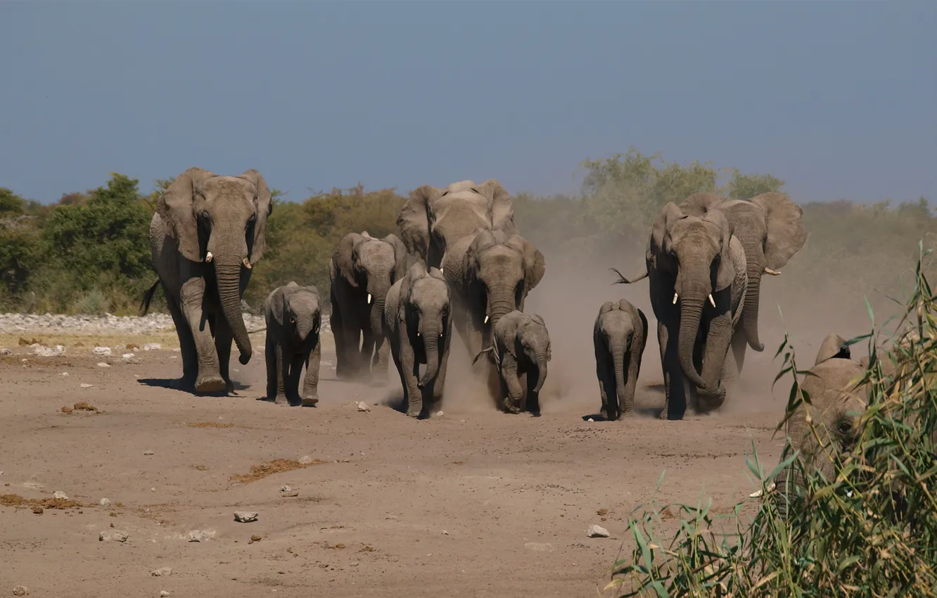 Фото обои тропа, пыль, семья, слоны, стадо