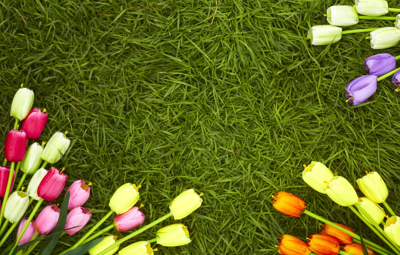 Фото обои трава, цветы, весна, colorful, тюльпаны, flowers, tulips, spring