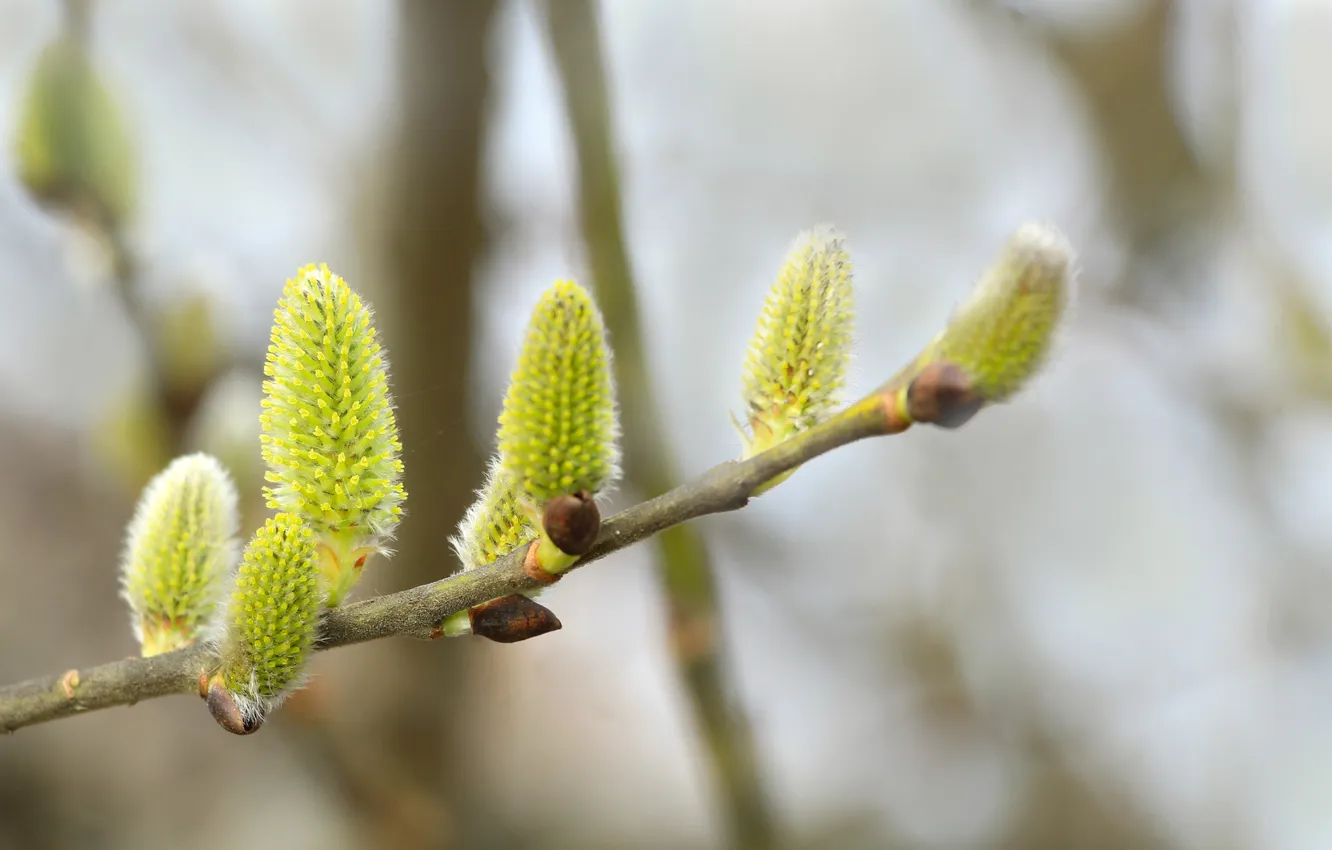Фото обои spring, plant, twig, kitten base