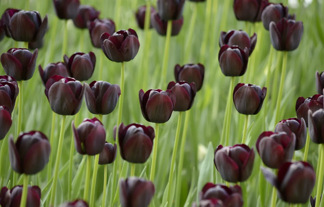 Фото обои поле, Тюльпаны, black, field, темные, черные, tulips