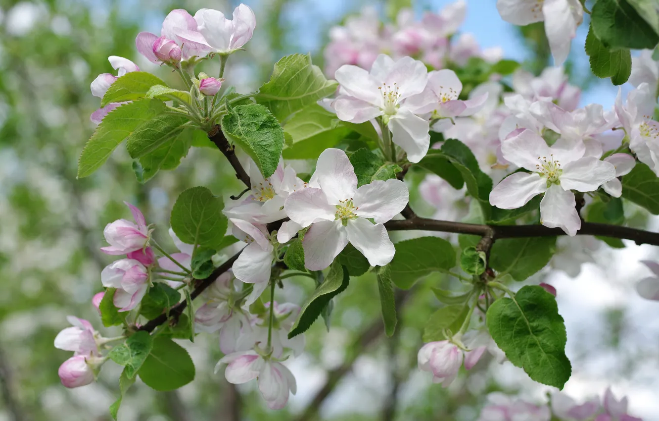 Фото обои макро, ветки, весна, яблоня