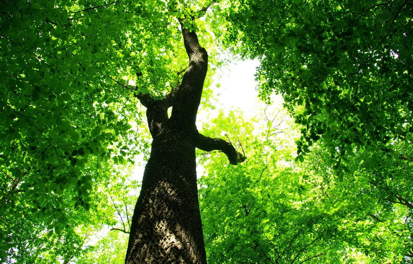 Фото обои green, light, leaves, tree