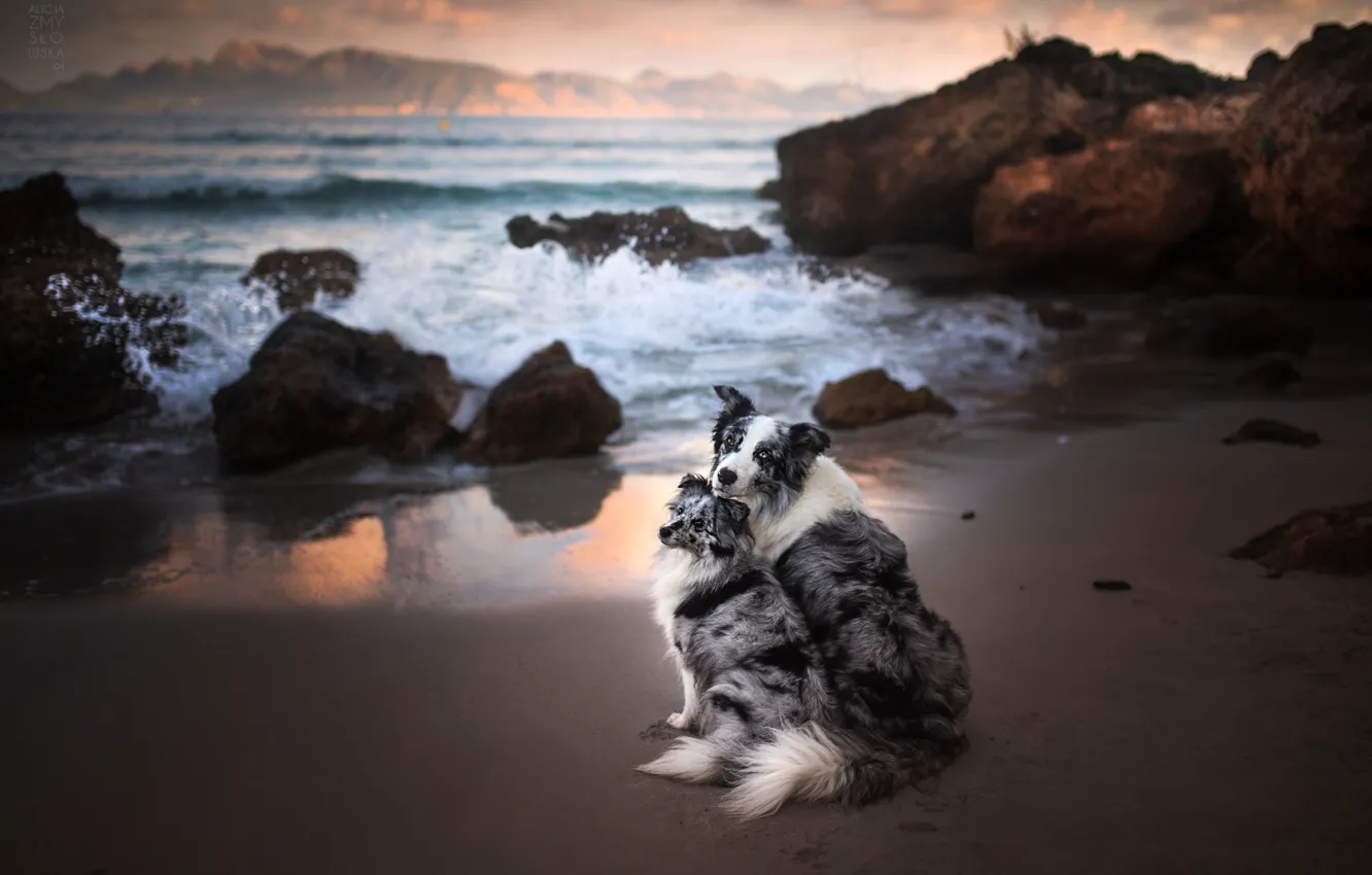 Фото обои море, собаки, океан, скалы, парочка, две собаки