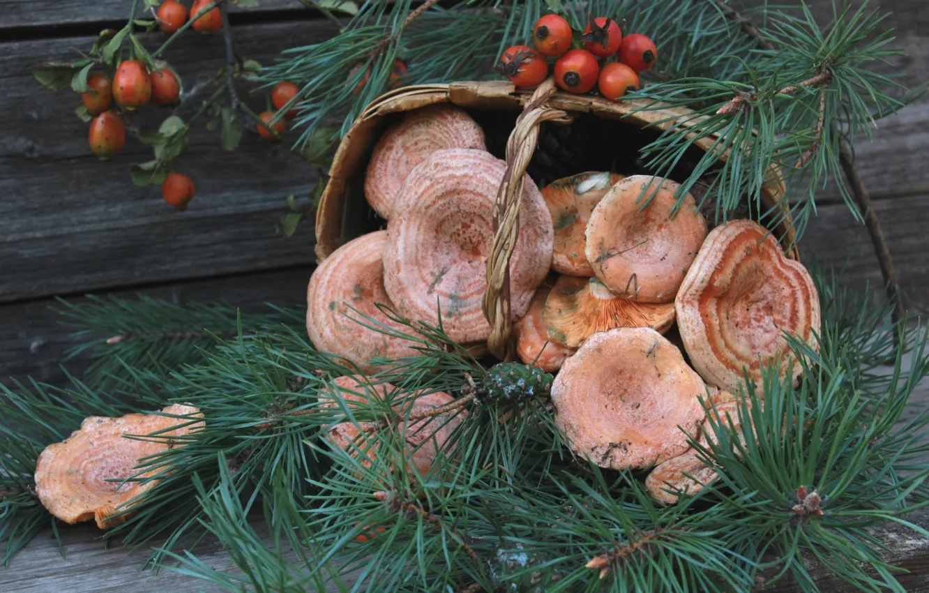 Фото обои грибы, шиповник, сосна, грузди