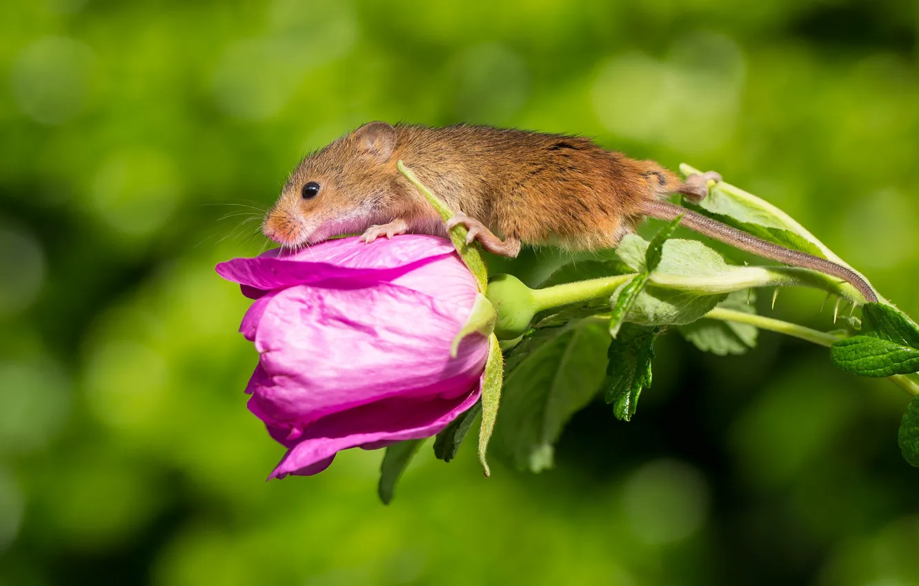 Фото обои цветок, мышка, Harvest Mouse, Мышь-малютка