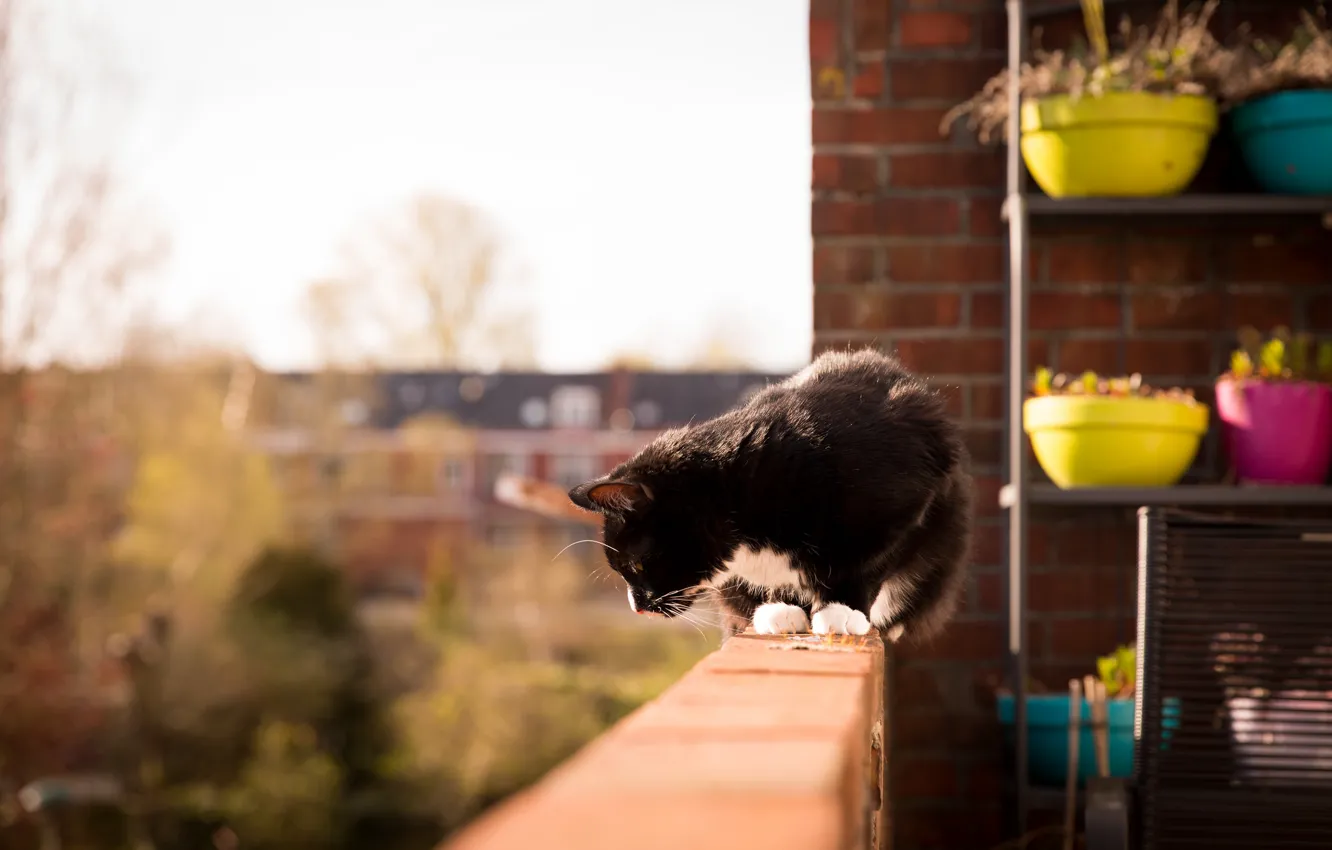 Фото обои кот, черно-белый, балкон, горшки