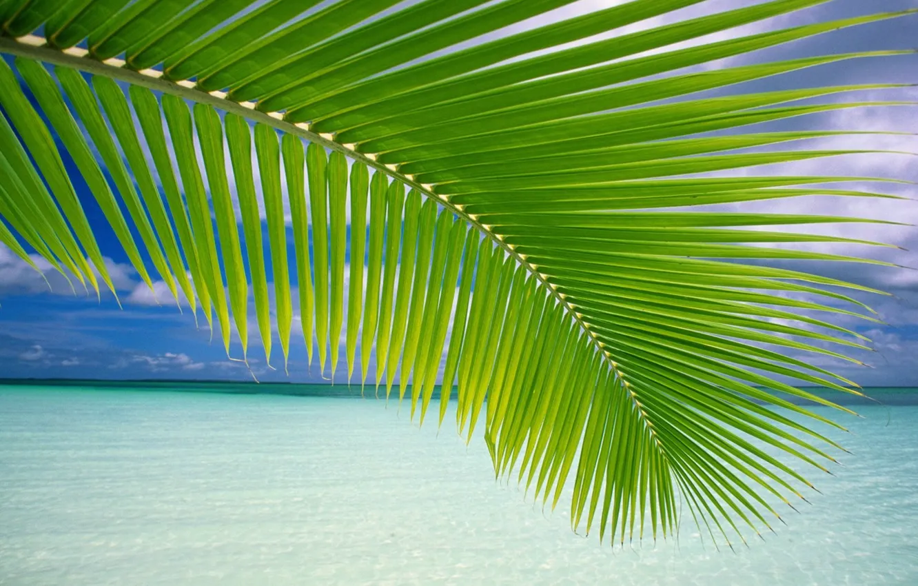 Фото обои море, пальма, берег
