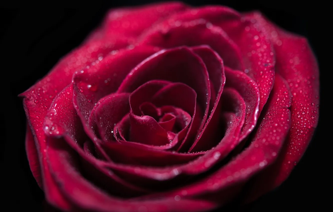 Фото обои цветок, капли, макро, красный, роза, лепестки