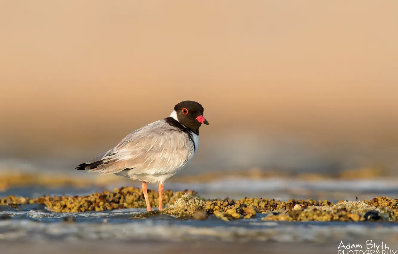 Фото обои солнце, природа, птица, боке, зуёк, Thinornis rubricollis