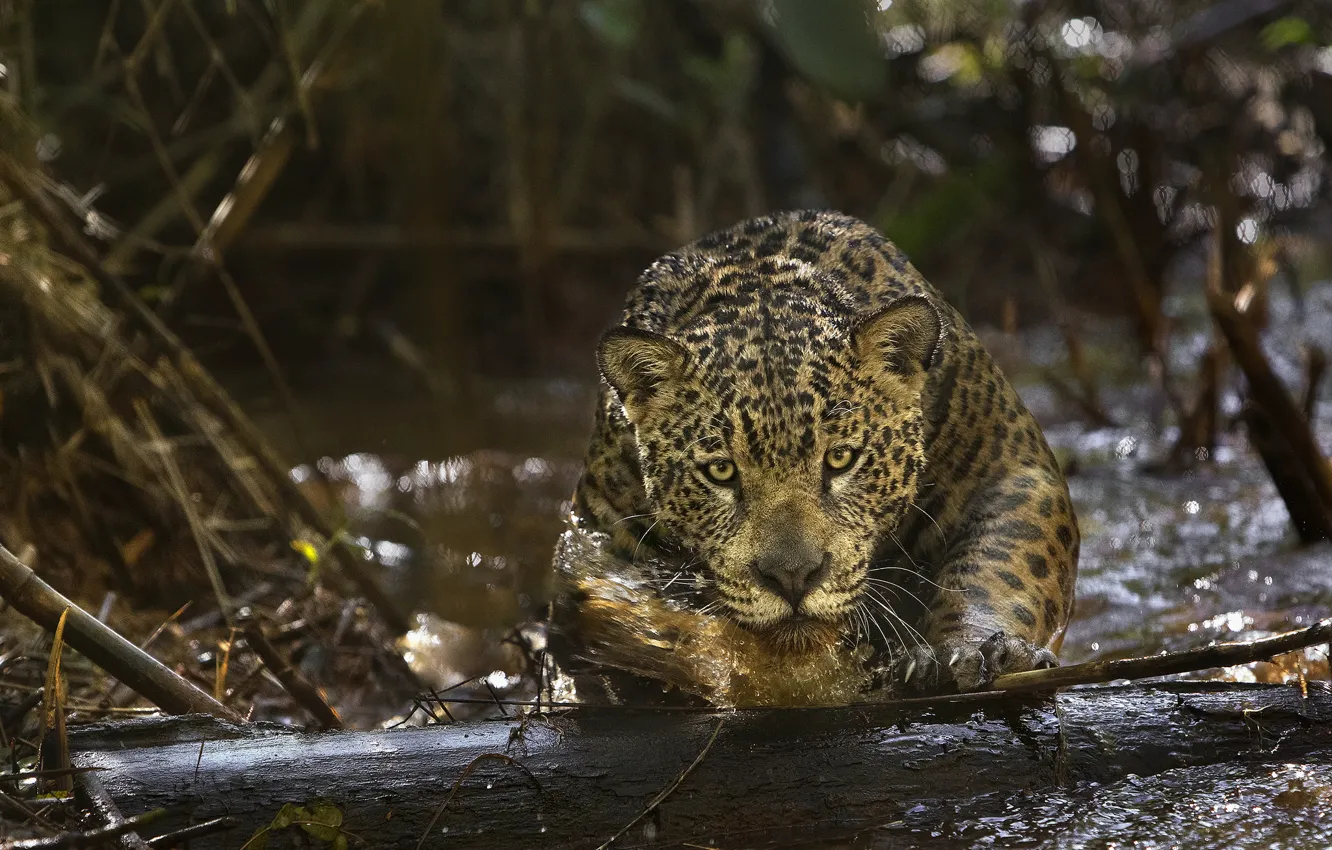 Фото обои хищник, ягуар, Амазония, (фильм), Amazonia