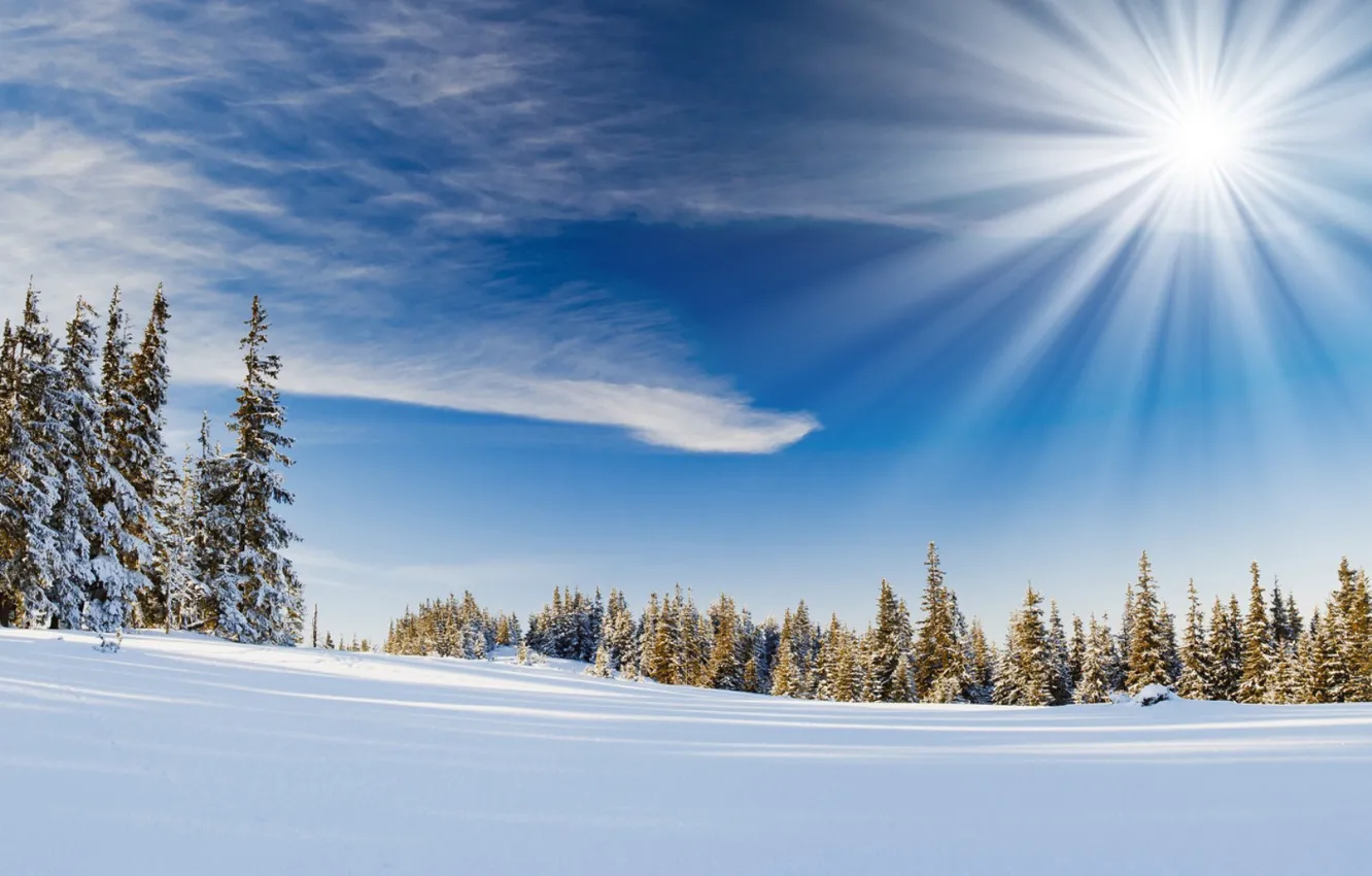 Фото обои зима, солнце, снег, ель
