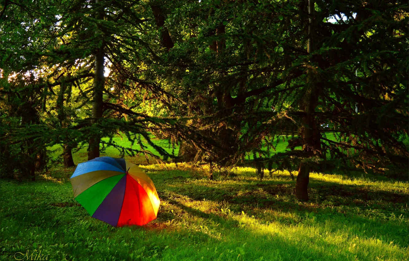 Фото обои Лес, Лето, Зонтик, Umbrella, Summer, Forest