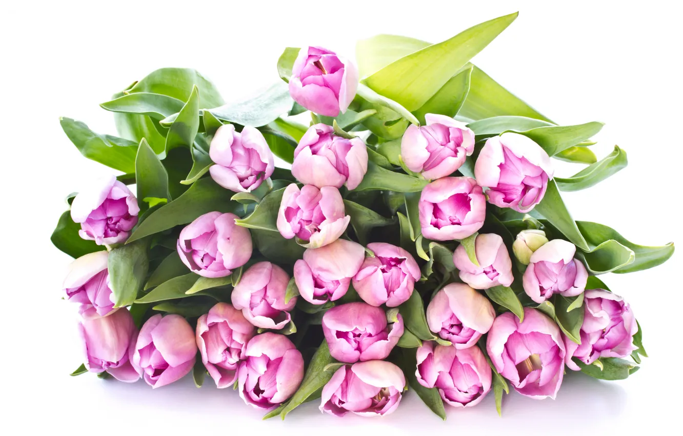 Фото обои букет, тюльпаны, розовые