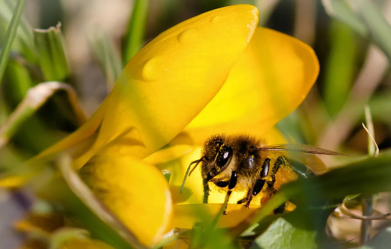 Фото обои цветок, капли, макро, жёлтый, пчела, пыльца, крокус
