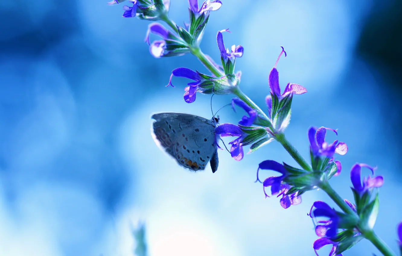 Фото обои цветок, синий, блики, фон, бабочка