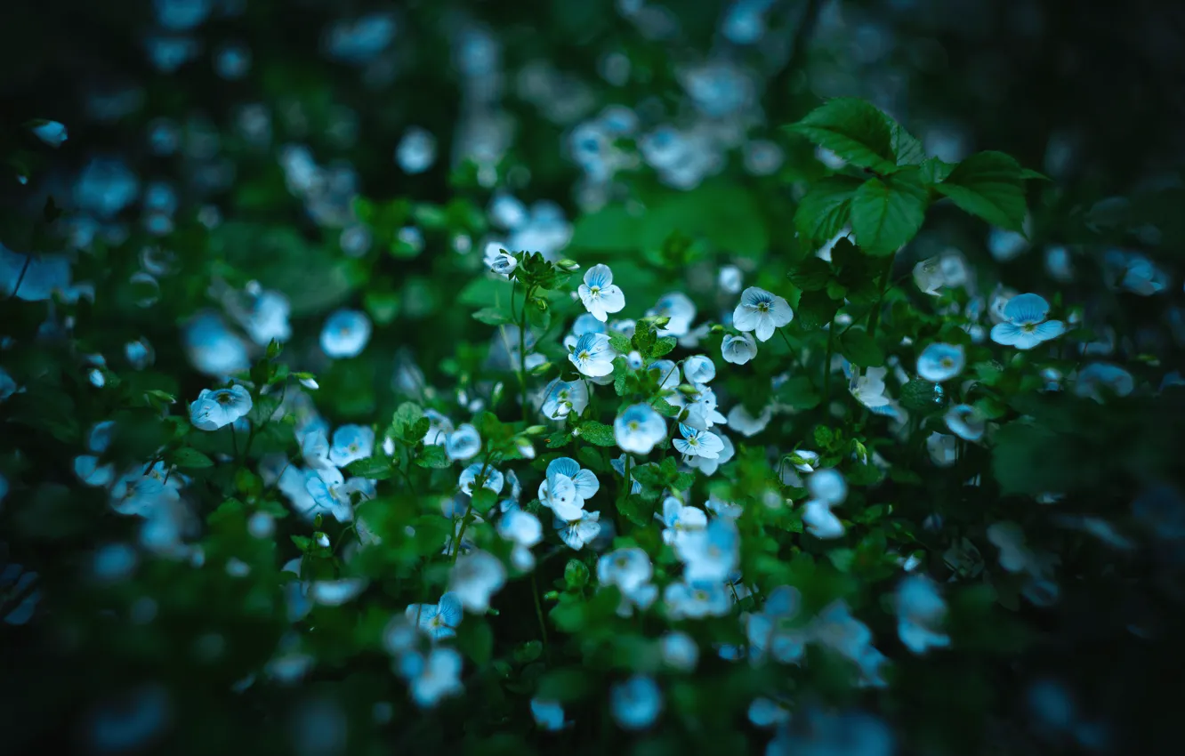 Фото обои цветы, синий, темный, весна, маленькие, dobraatebe