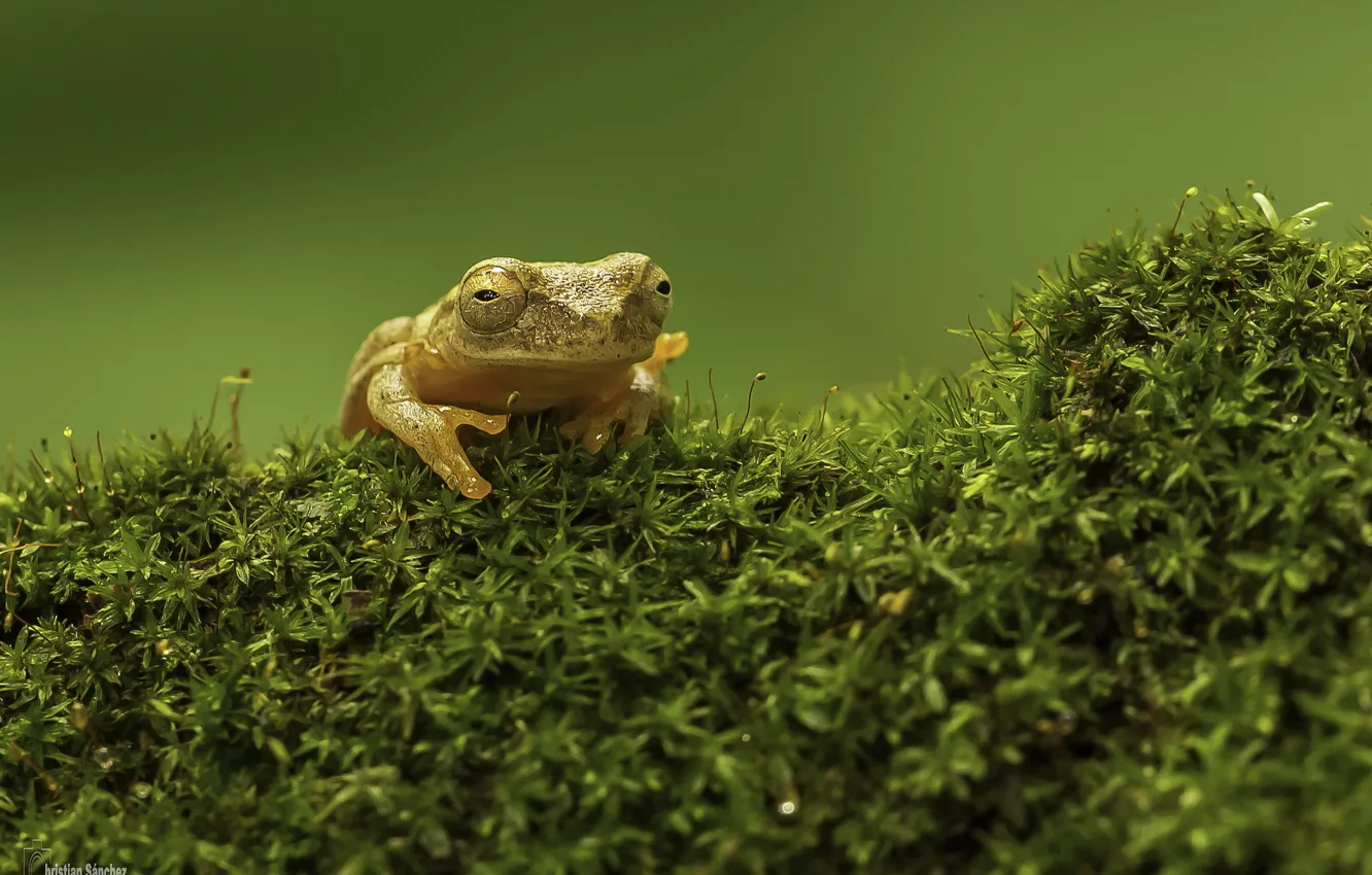 Фото обои green, grass, frog