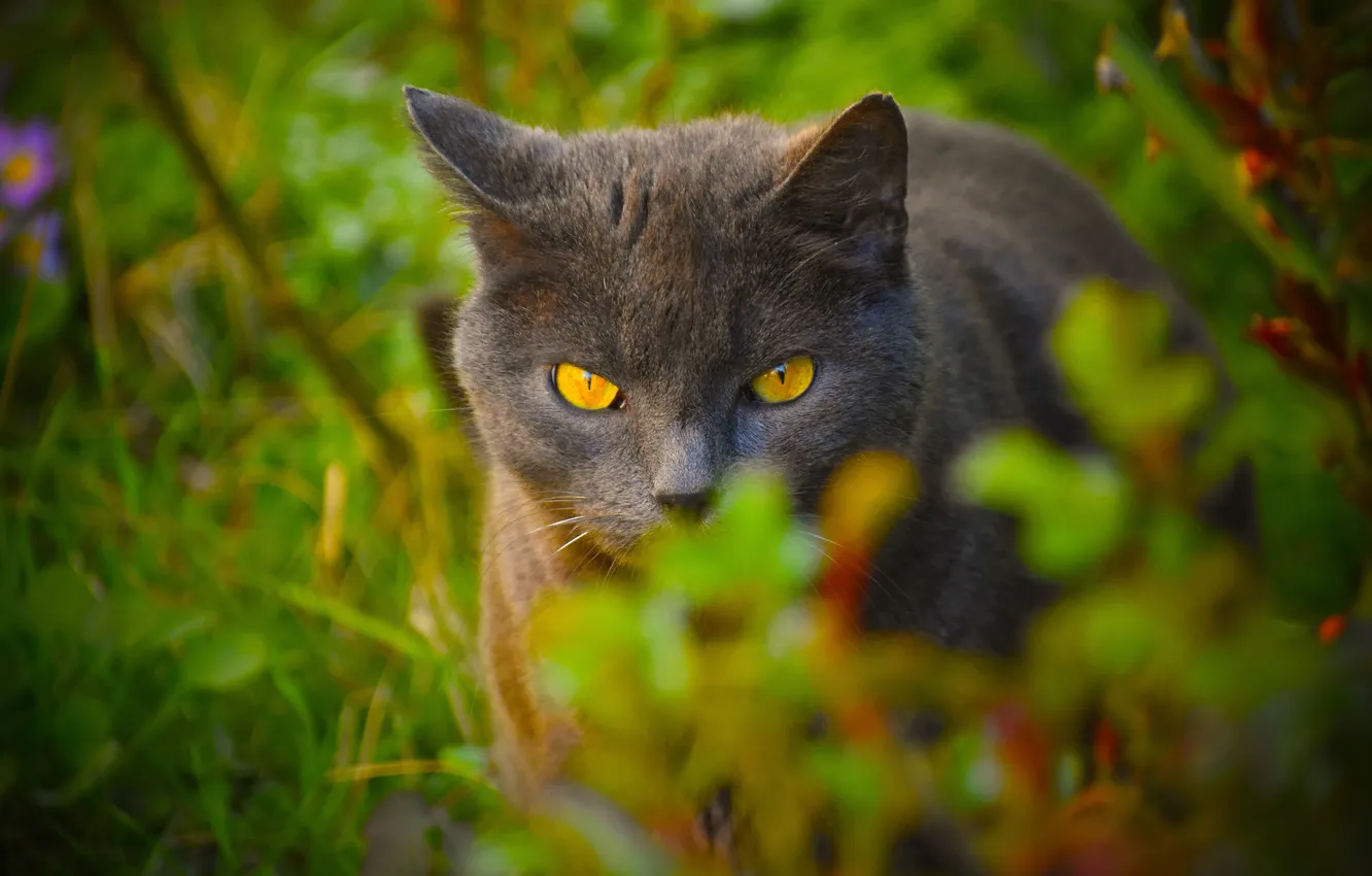 Фото обои зелень, кошка, лето, трава, кот, взгляд, морда, природа