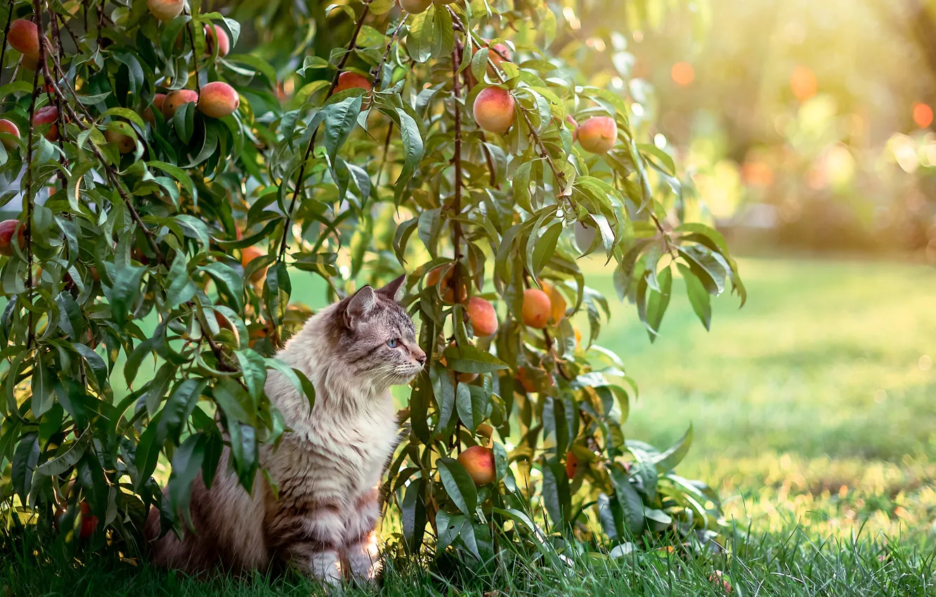 Фото обои кошка, кот, сад, персики