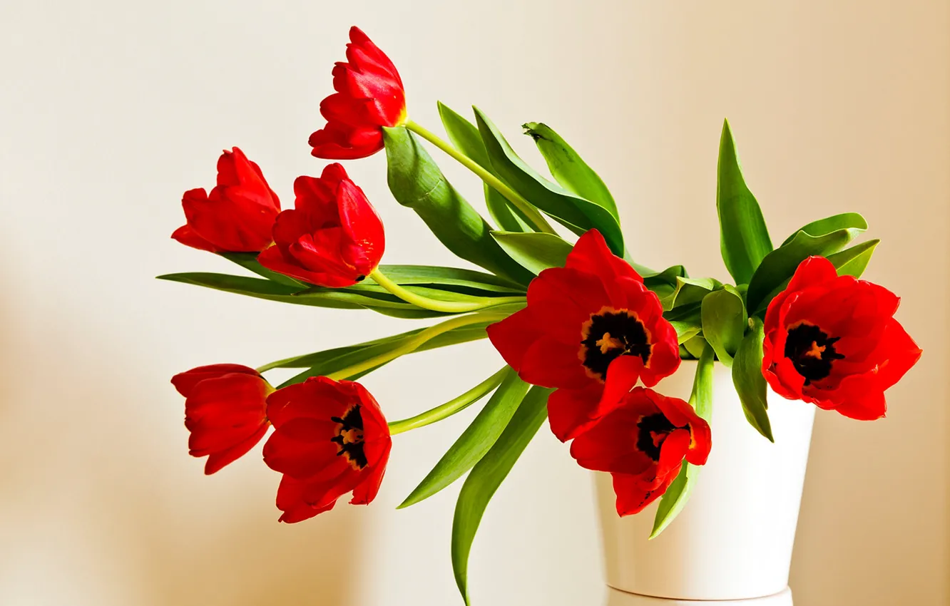 Фото обои букет, лепестки, тюльпаны, красные тюльпаны