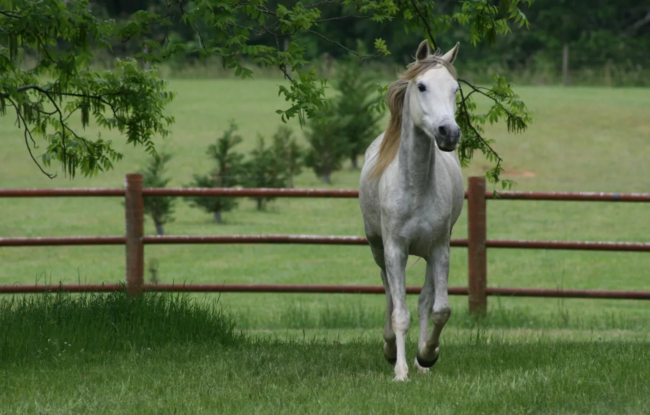 Фото обои трава, лошадь, забор
