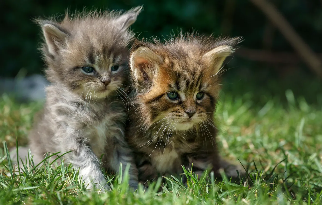 Фото обои трава, котята, малыши, парочка, Мейн-кун, два котёнка