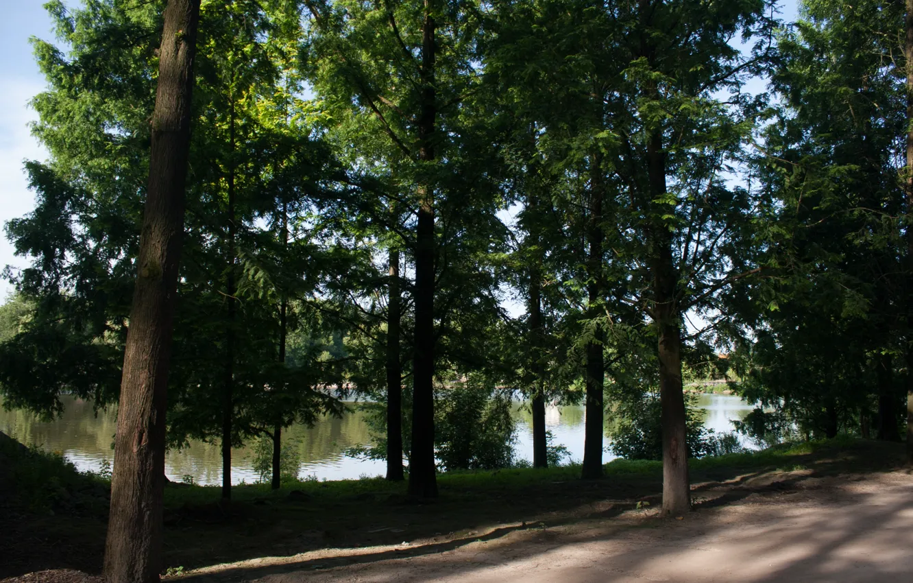 Фото обои дорога, зелень, лето, деревья, озеро, green, Бельгия, summer