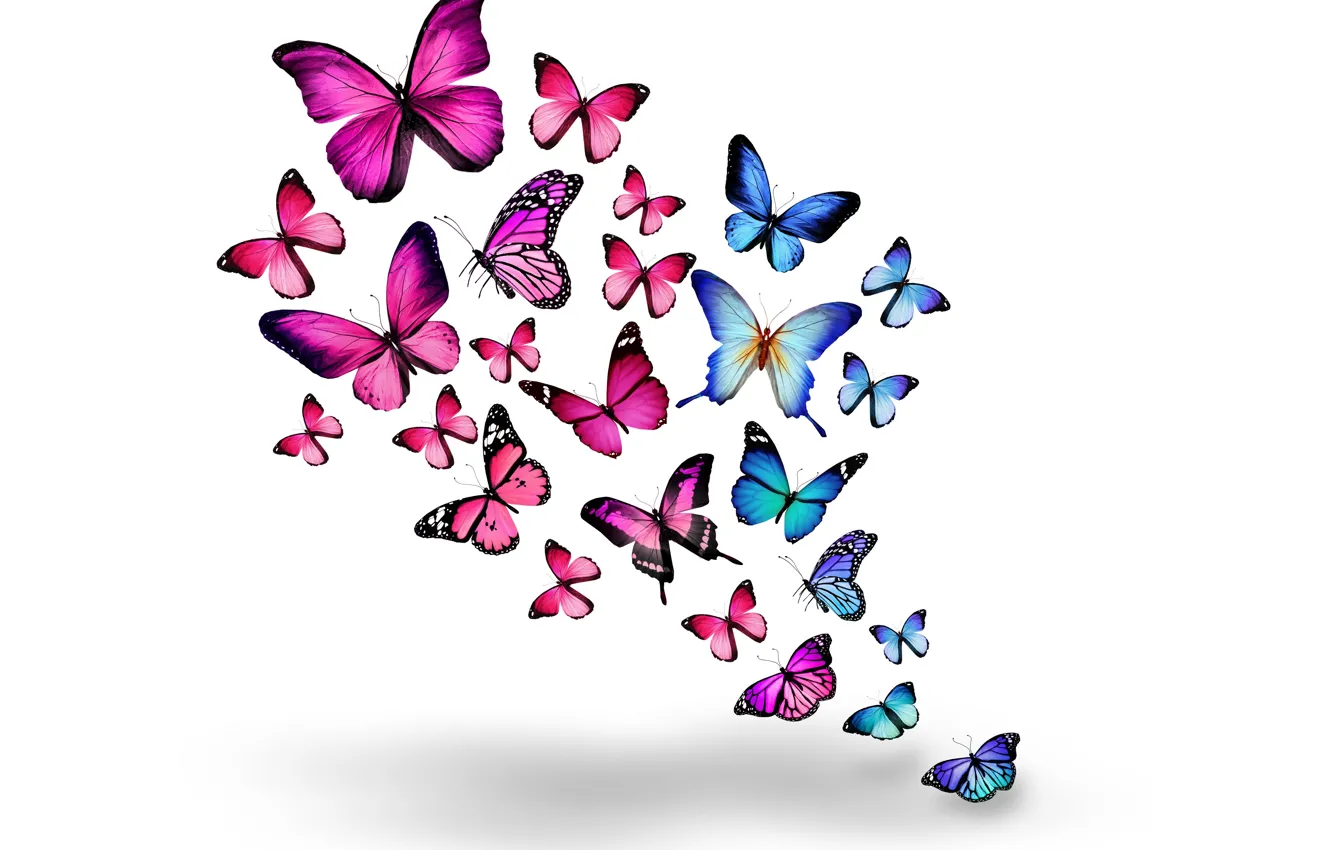 Фото обои бабочки, розовые, синие, blue, pink, butterflies