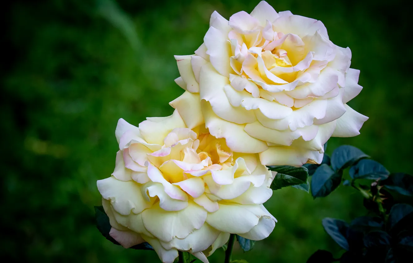 Фото обои белый, макро, розы, пышный